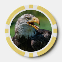 eagle photo