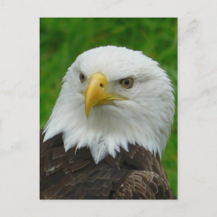 Eagle Photograph - North American Bald Eagle Postcard