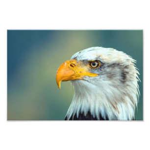Eagle Picture Photo Print