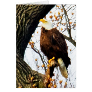 Eagle, Poised For Flight