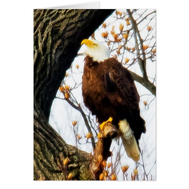 Eagle, Poised For Flight (Front)