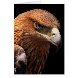 Eagle portrait isolated on black