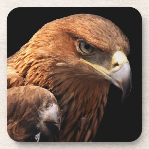Eagle portrait isolated on black coaster