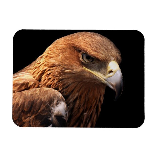Eagle portrait isolated on black magnet (Horizontal)