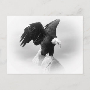 Eagle Post Card