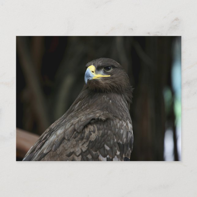 Eagle Postcard (Front)