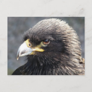 EAGLE POSTCARD