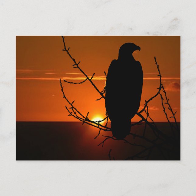 Eagle Postcard (Front)