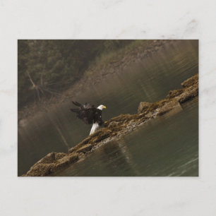 Eagle Postcard