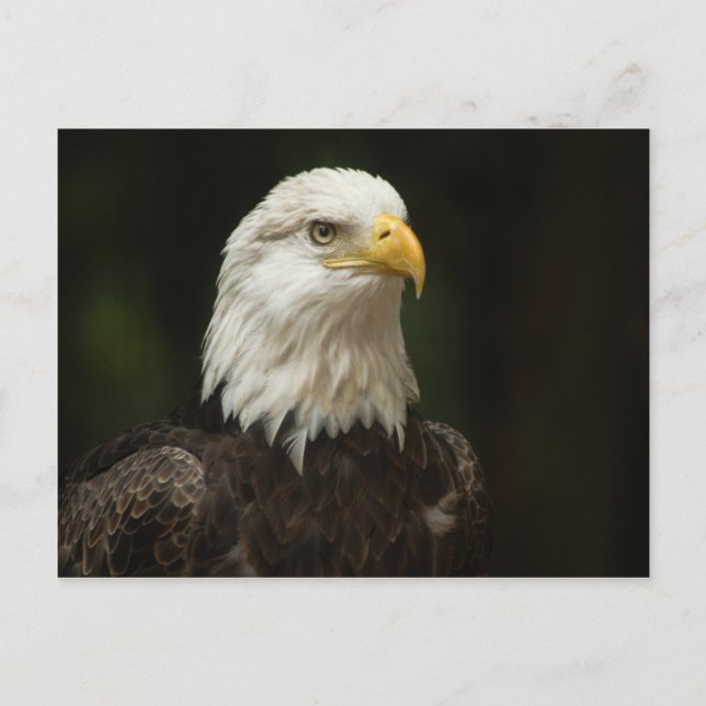 Eagle Postcard (Front)