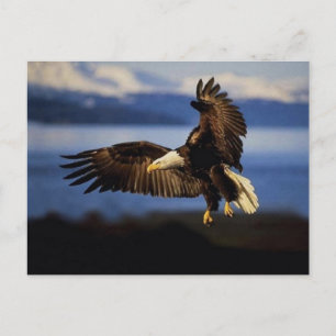 Eagle Postcard 38