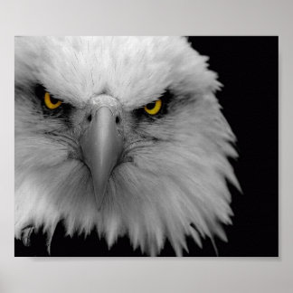 eagle poster