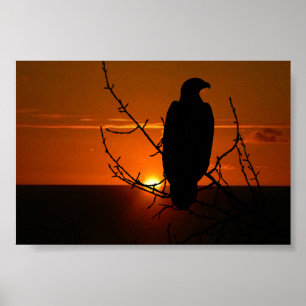 Eagle Poster