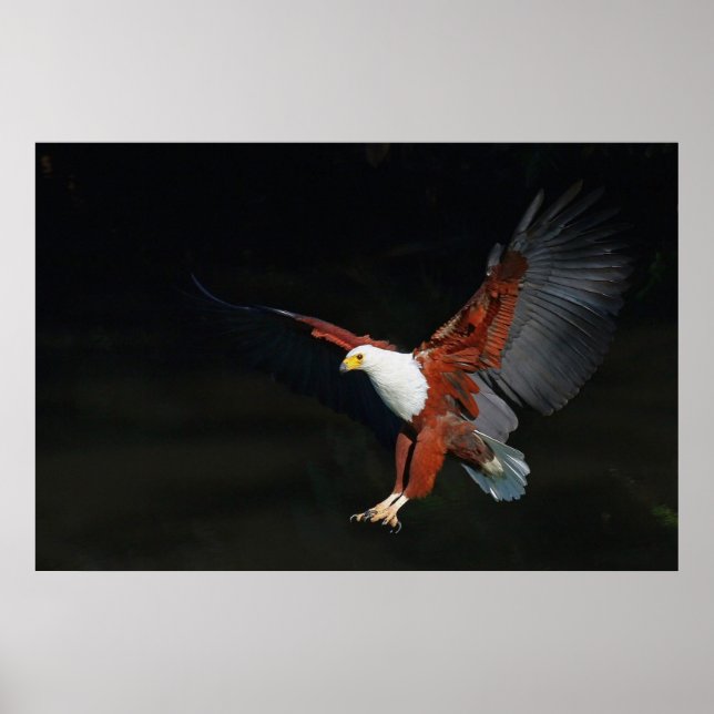 Eagle Poster (Front)