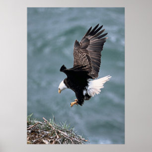 Eagle Poster