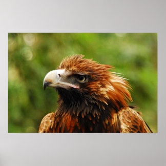 Eagle poster