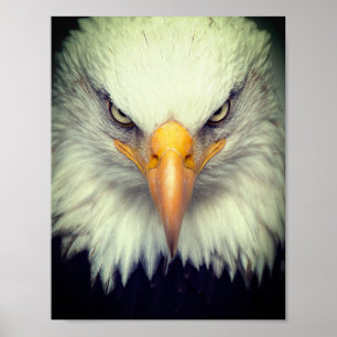 Eagle Poster