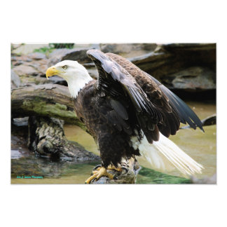 Eagle Spreading Wings Photo Print