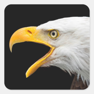 Eagle Square Sticker