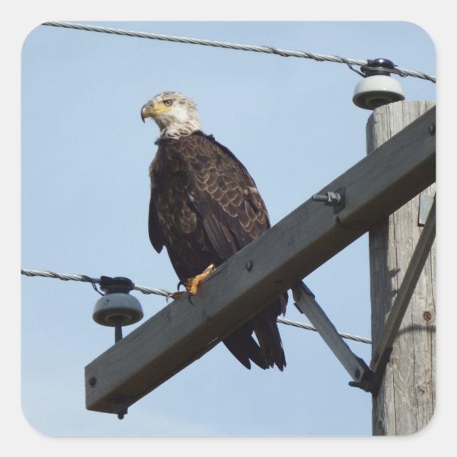 Eagle Square Sticker (Front)