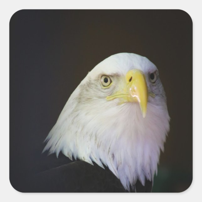 eagle square sticker (Front)