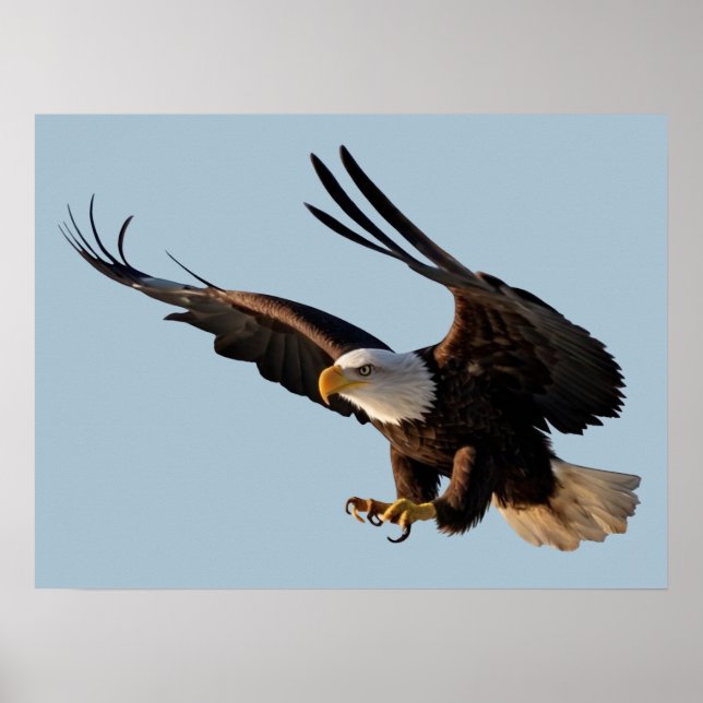 Eagle Swooping Down Poster (Front)