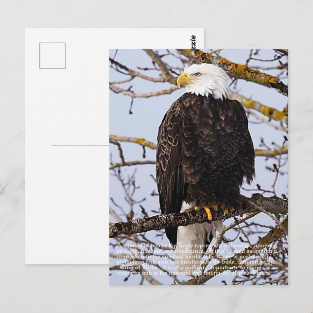 Eagle Symbolism Postcard (Front/Back)