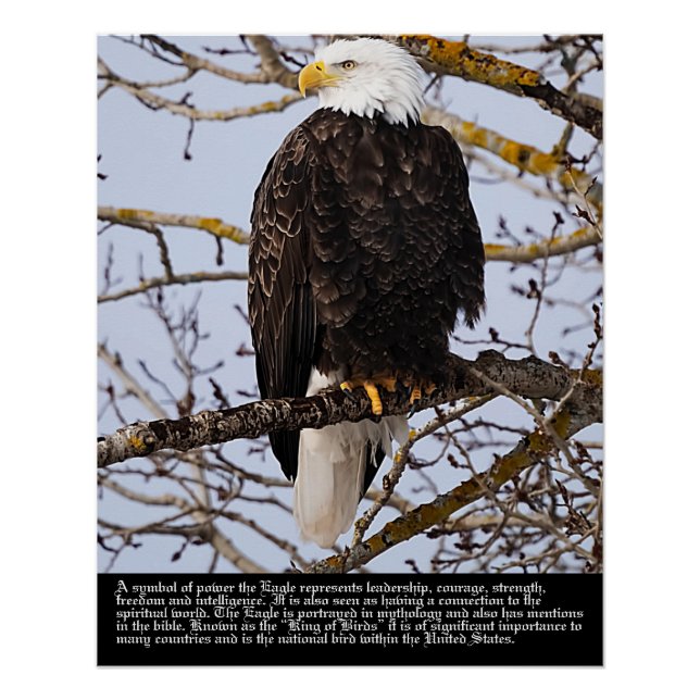 Eagle Symbolism Poster (Front)