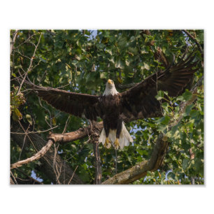 Eagle Taking flight Photo Print