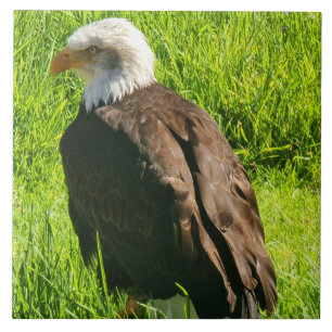 Eagle up close ceramic tile