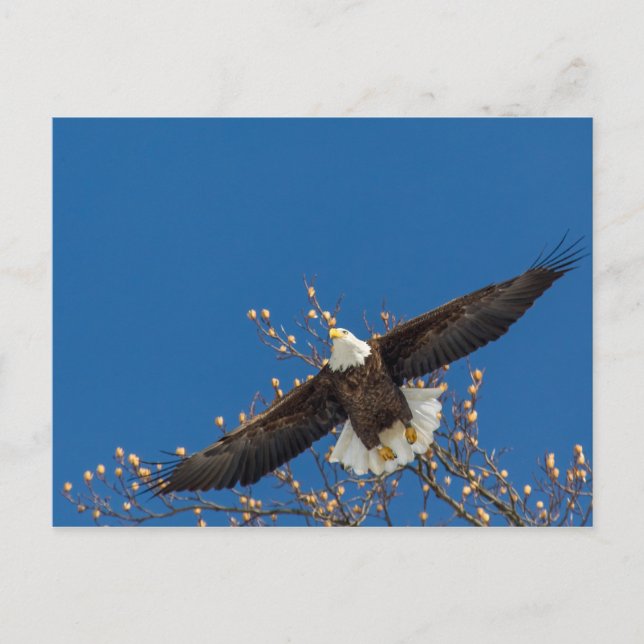Eagle Up Postcard (Front)