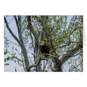 Eagle Watch Out