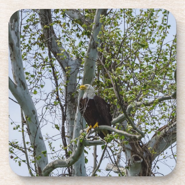 Eagle Watch Out Coaster (Front)