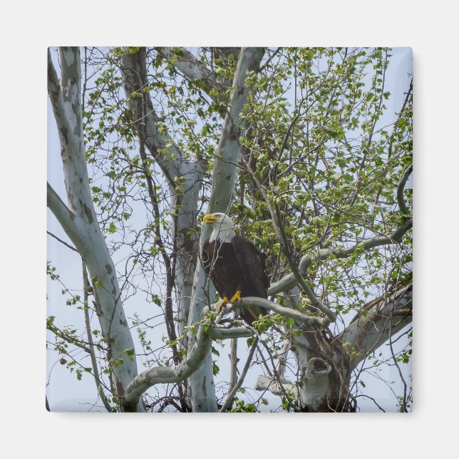 Eagle Watch Out Magnet (Front)