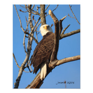 Eagle watching you photo print