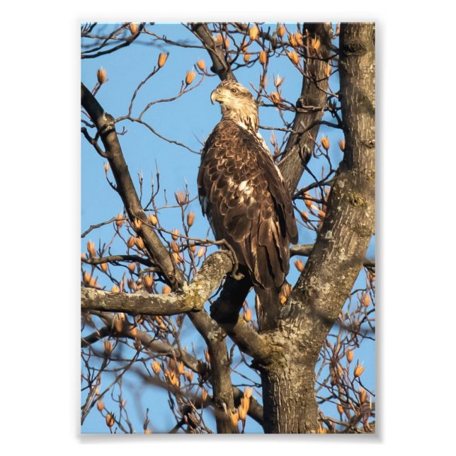 Eagle Youngster Photo Print (Front)