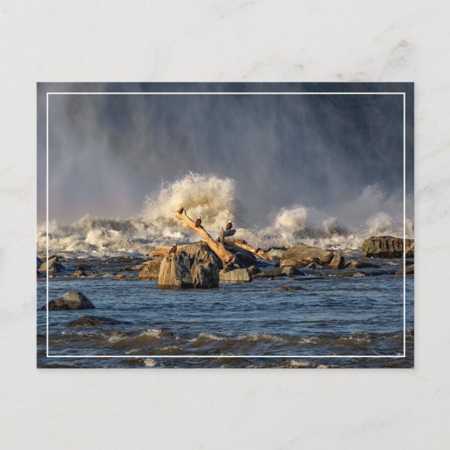 Eagles And Rough Water Postcard (Front)