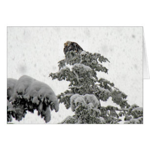 Eagles Cuddling in the Snow