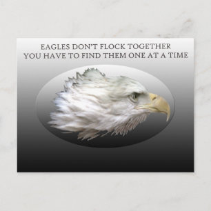 Eagles Don't Flock Together Postcard