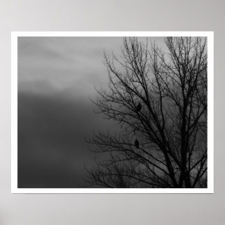 Eagles in Tree Poster