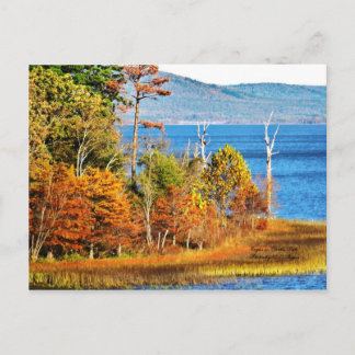 Eagles on Sardis Lake Postcard