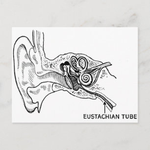 Ear diagram postcard