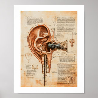 Ear Print, Value Poster Paper (Matte)