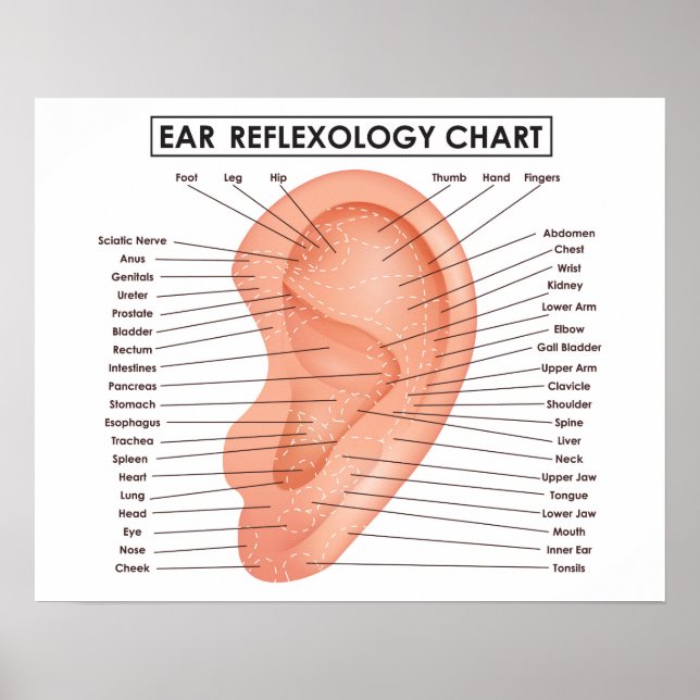 Ear Reflexology Chart 20" x 16", (Matte) Poster (Front)
