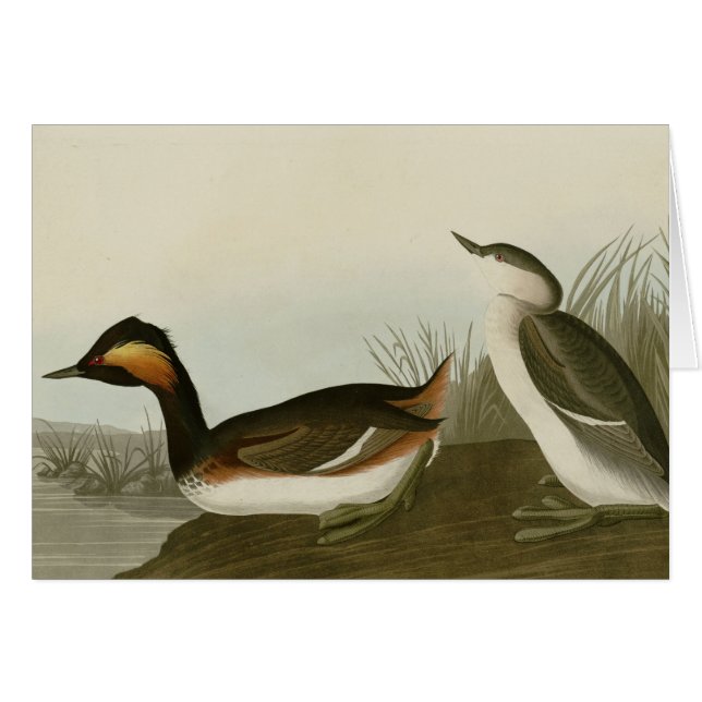 Eared Grebe (Front Horizontal)