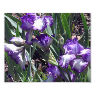 Earl of Essex Irises Photo Print