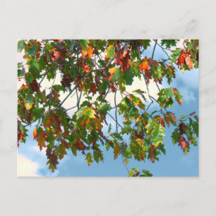 Early Autumn - Maple Postcard