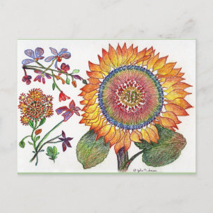 Early Day Sunflower drawing Post Card