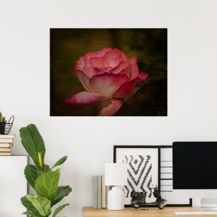 Early Evening Rose Poster