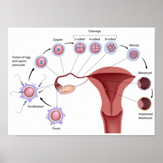 Early human development Poster (Front)